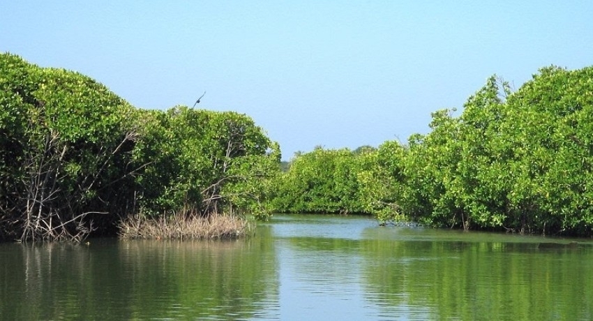 Rs. 100 Mn for Muthurajawela Wetlands protection