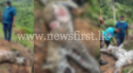 1st leopard death for 2022; Carcass found inside tea estate & investigations underway