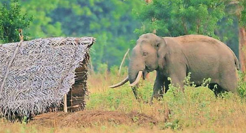 Human – Elephant conflict grows; Polonnaruwa villagers fear of wild elephant attacks