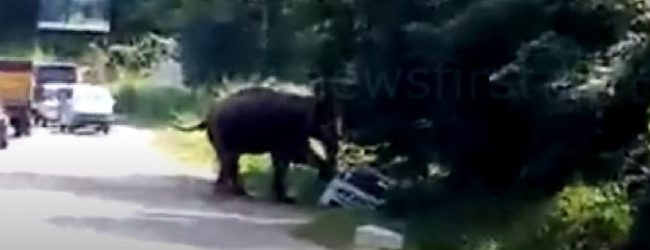 (VIDEO) Wild Elephant attacks car on busy Habarana – Polonnaruwa Rd
