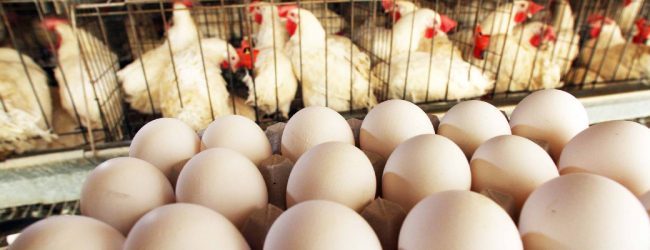 Egg production drops by 40%