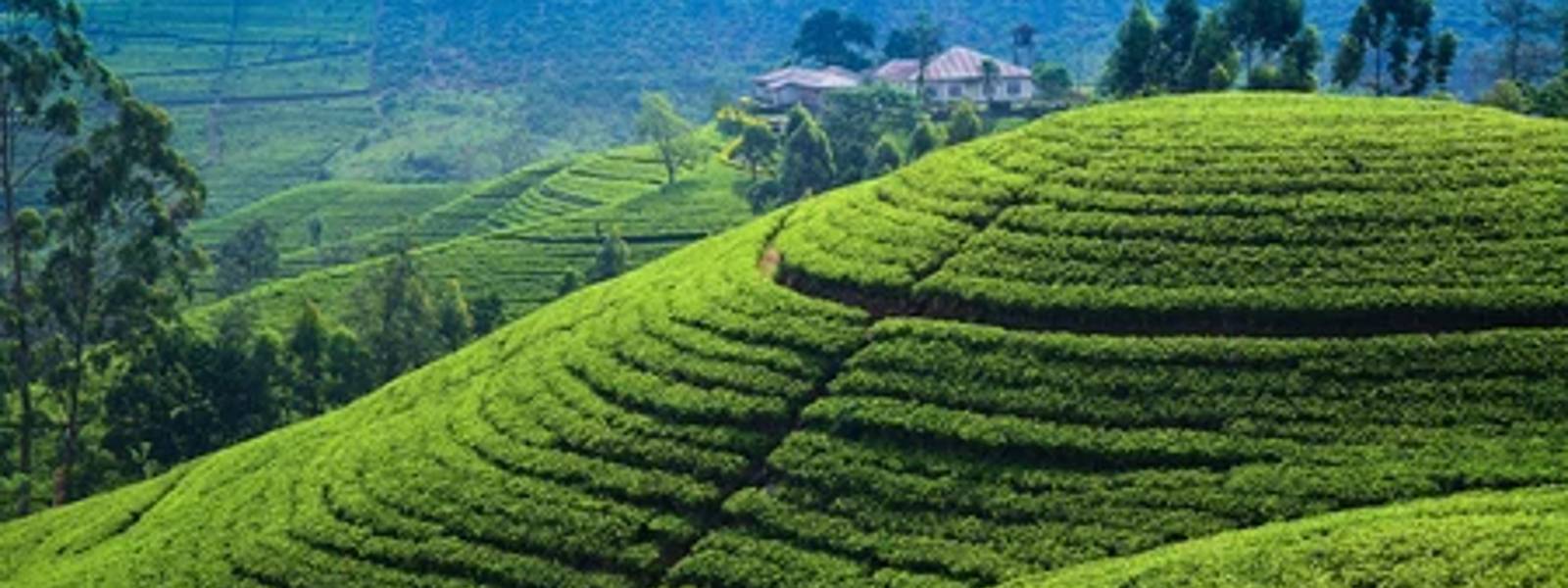 20,000 MT of Urea for Tea Cultivations