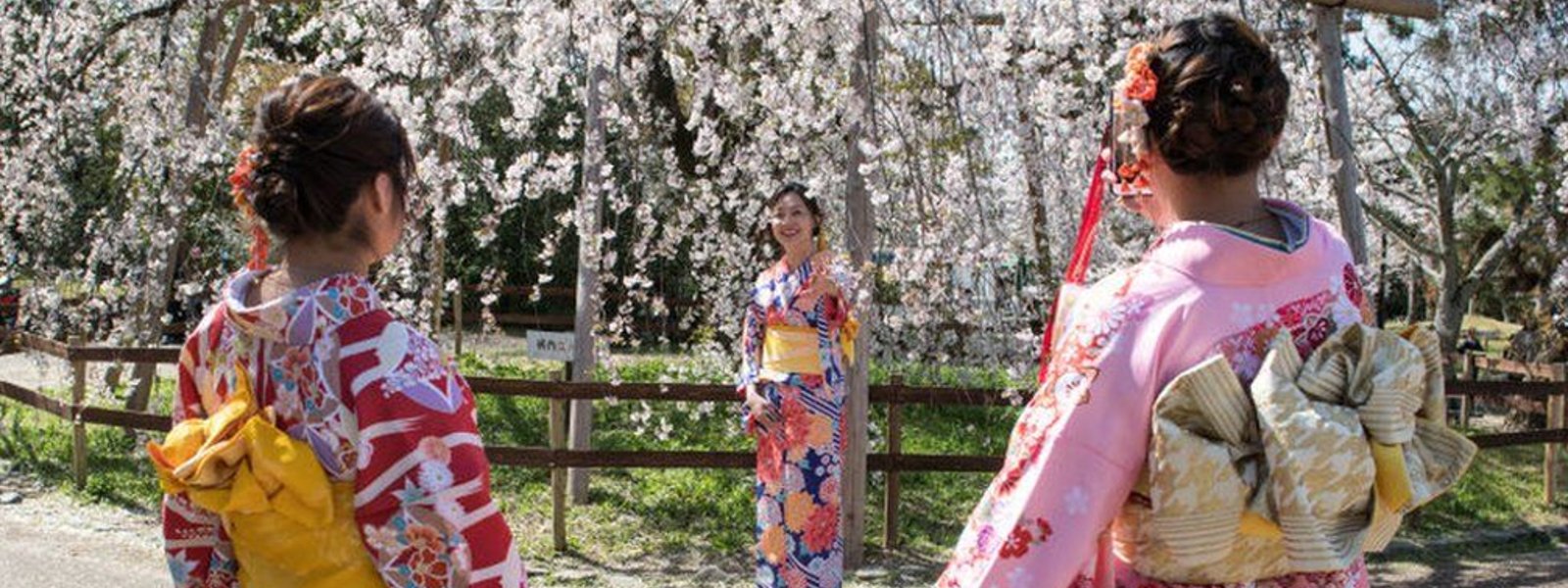 Japan’s cherry blossom ‘earliest peak since 812’