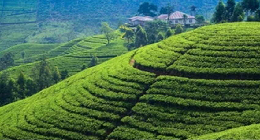 20,000 MT of Urea for Tea Cultivations