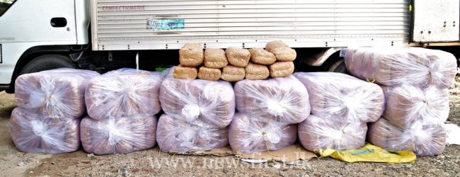 STF apprehends three with 560kg of KG from India