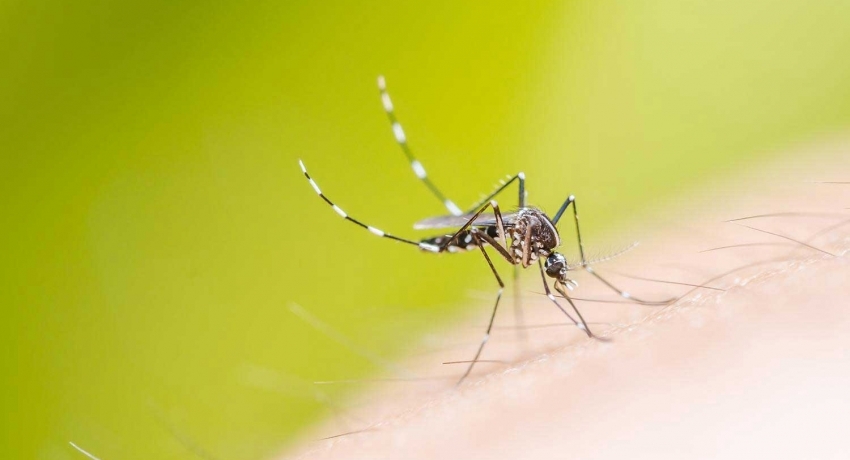 Dengue numbers on the rise; 6 fatalities in Jan’22