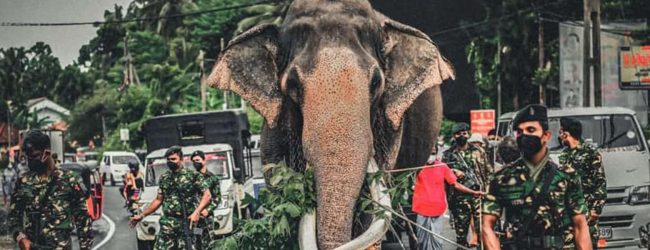 Ceremonial Tusker Nadungamuwe Raja, has died