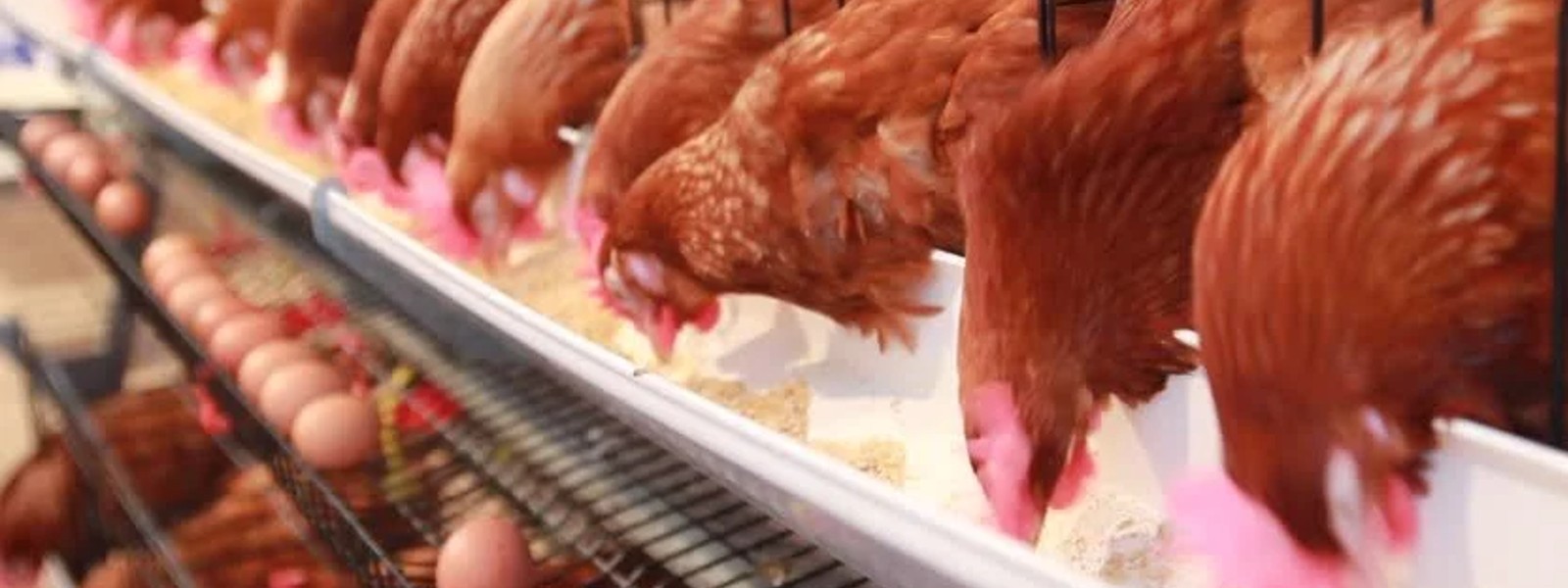 Poultry industry at risk