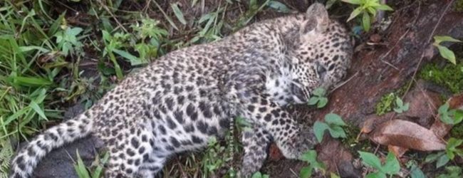 Leopard carcass discovered from Thalawakele