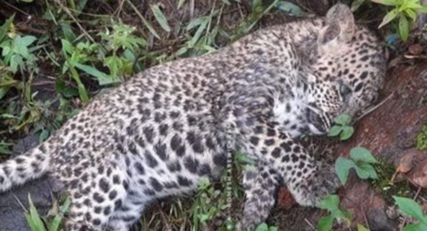 Leopard carcass discovered from Thalawakele