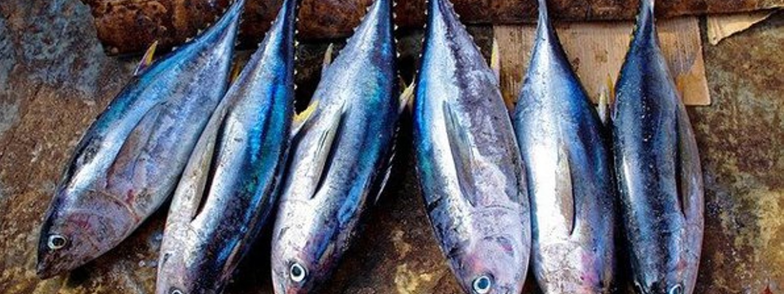 Fish price UP at Mirissa fish market