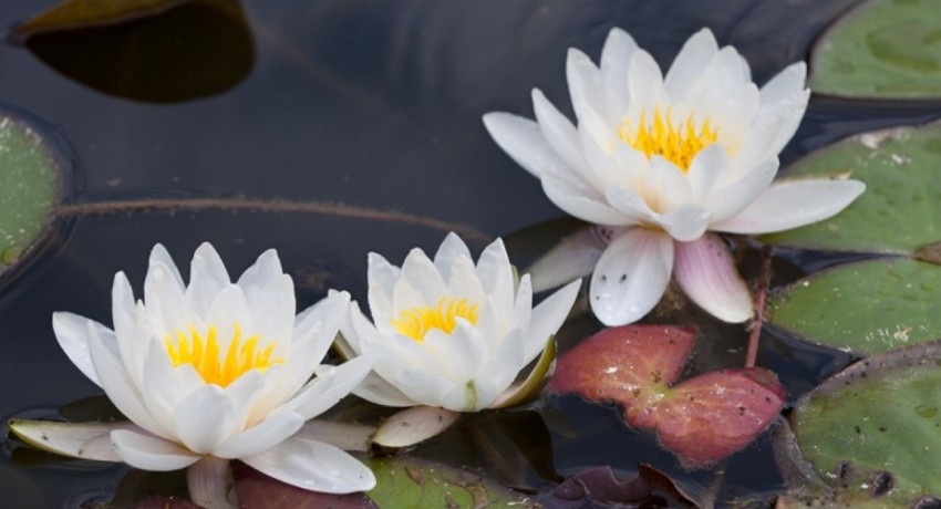 ‘Water Lily’ is Sri Lanka’s National Flower; COPA wants proper public awareness