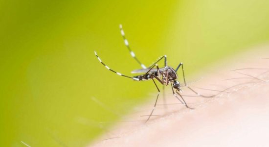 Authorities warn of Dengue risk