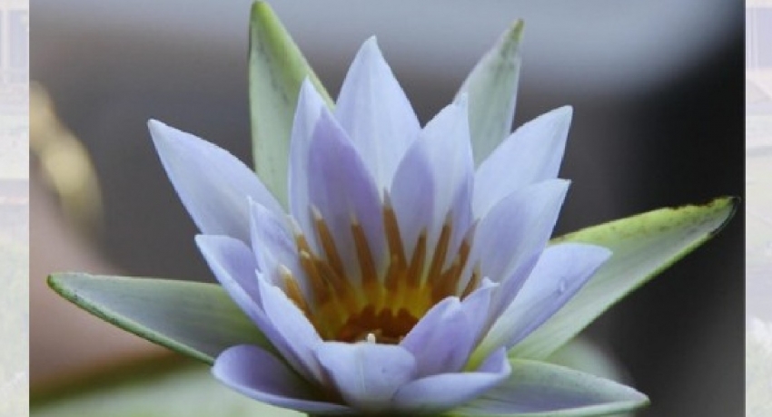 ‘Water Lily’ is Sri Lanka’s National Flower; COPA wants proper public awareness