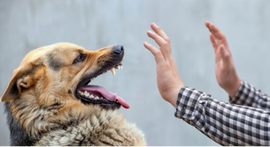 12 deaths so far due to Rabies, vets encourage vaccinating pets