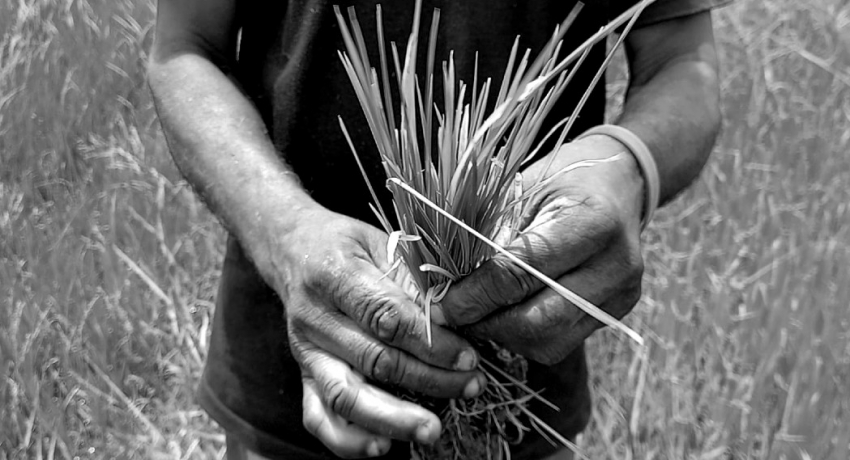 Sri Lanka’s Impending Food Disaster: The Facts