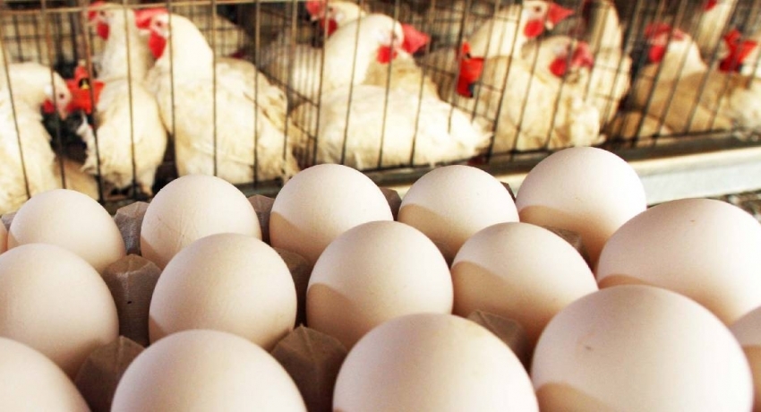 Chicken & Egg prices likely to increase