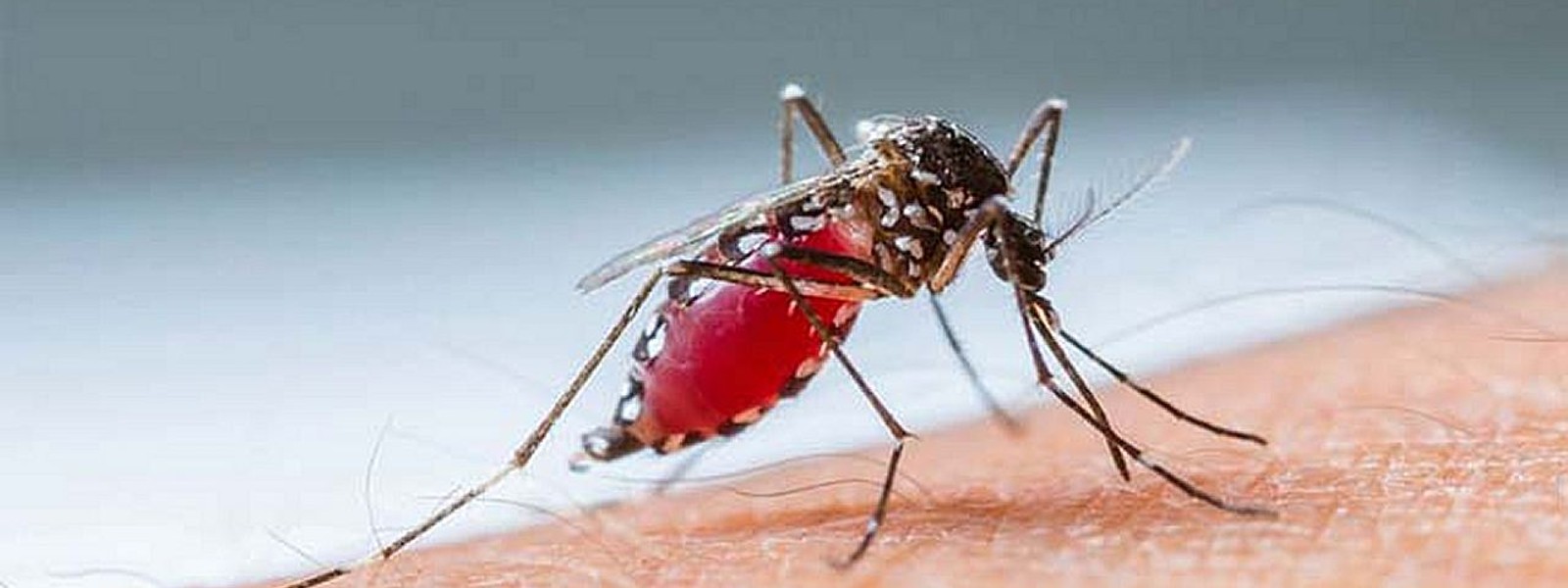 New strain of dengue identified