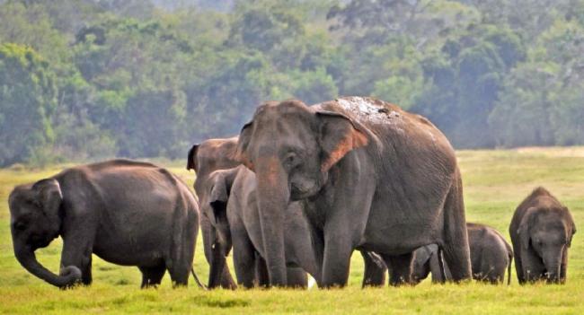 World Elephant Day: 300+ elephants die each year in Sri Lanka