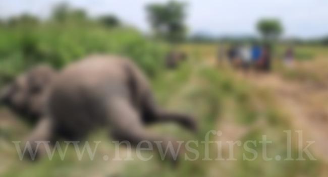 Three elephant carcasses discovered in Paddy Field