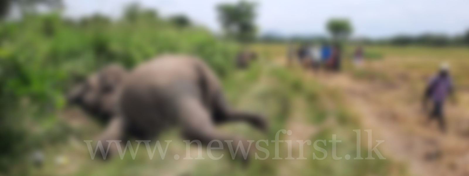 Three elephant carcasses discovered in Paddy Field
