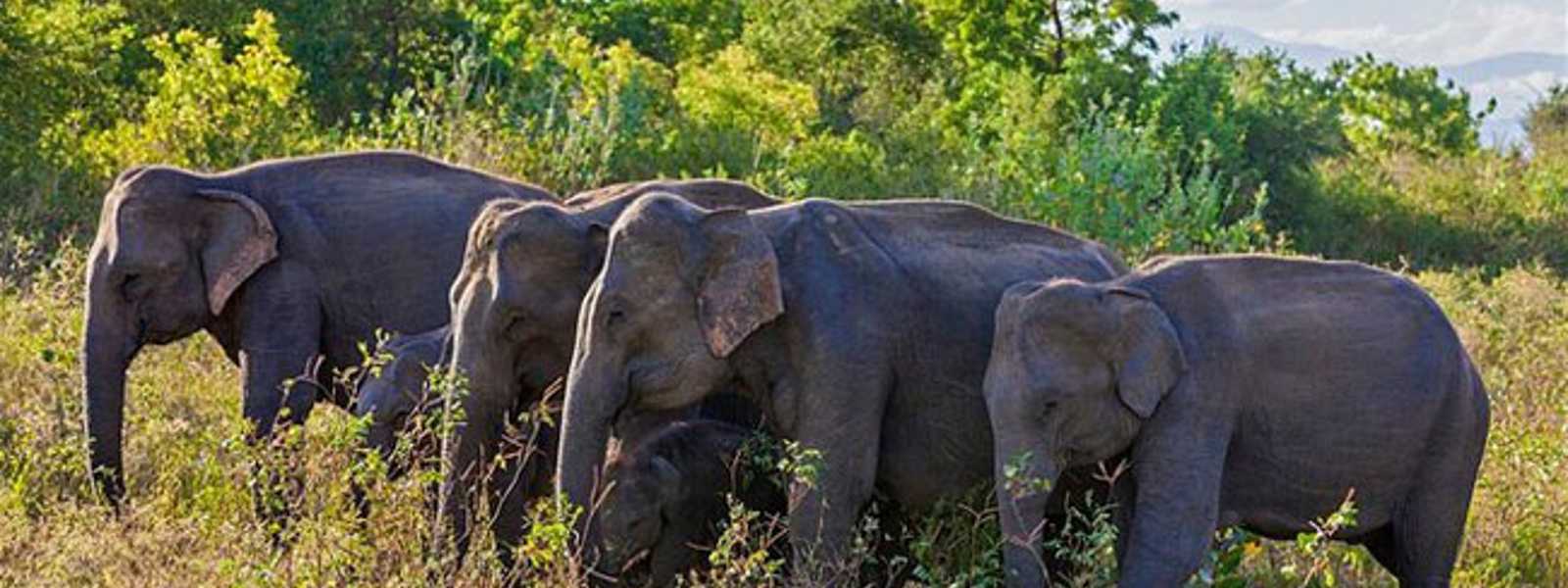 Elephants removed from ‘crop damaging animals’ list