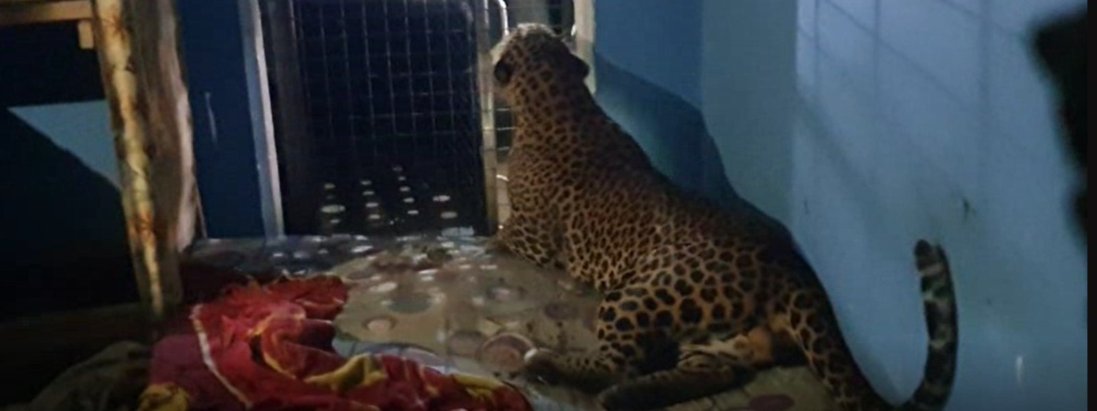 Leopard on prowl for dog, falls through roof