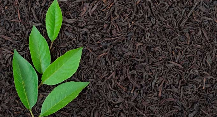 Fertilizer distribution for Tea estates begin