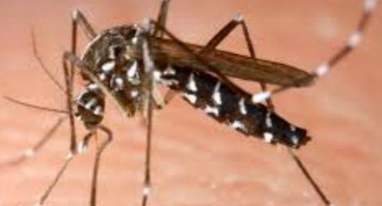 Two mosquito species identified in Sri Lanka