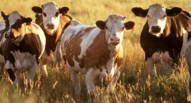 Delayed vaccination cause for mass cattle death