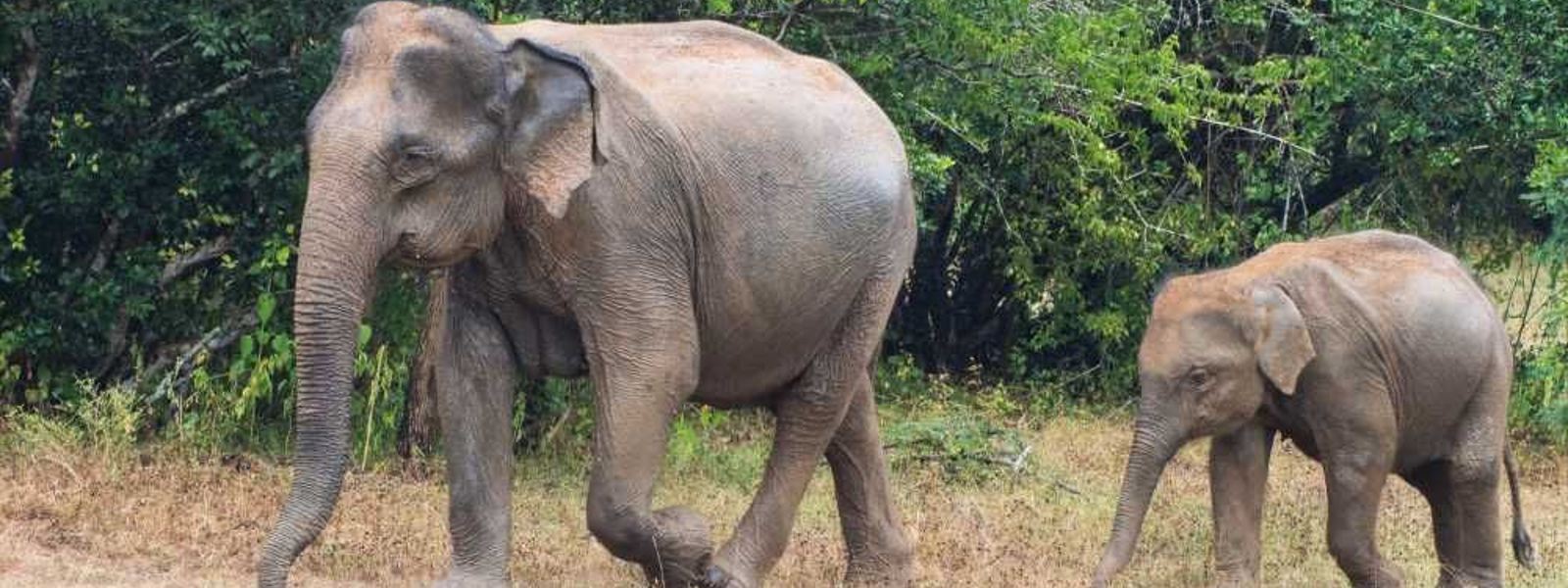 Wildlife Department Reports Significant Progress on Elephant Fence Project