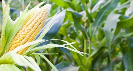 JICA & UNDP to deliver maize seeds