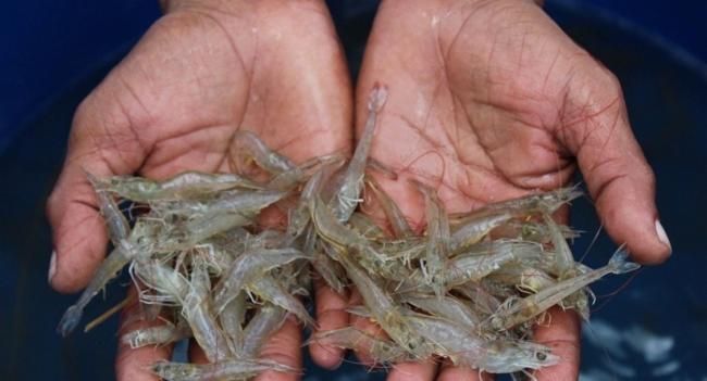 Korea to invest USD 1.2 Mn on shrimp aquaculture