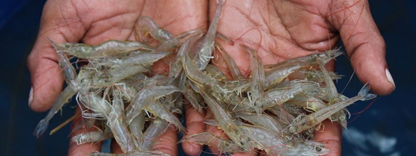 Korea to invest USD 1.2 Mn on shrimp aquaculture