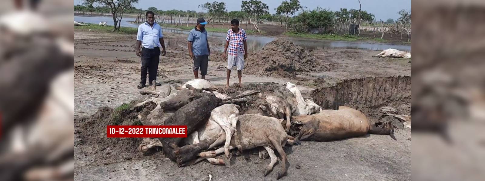 Instructions issued to ensure safety of animals