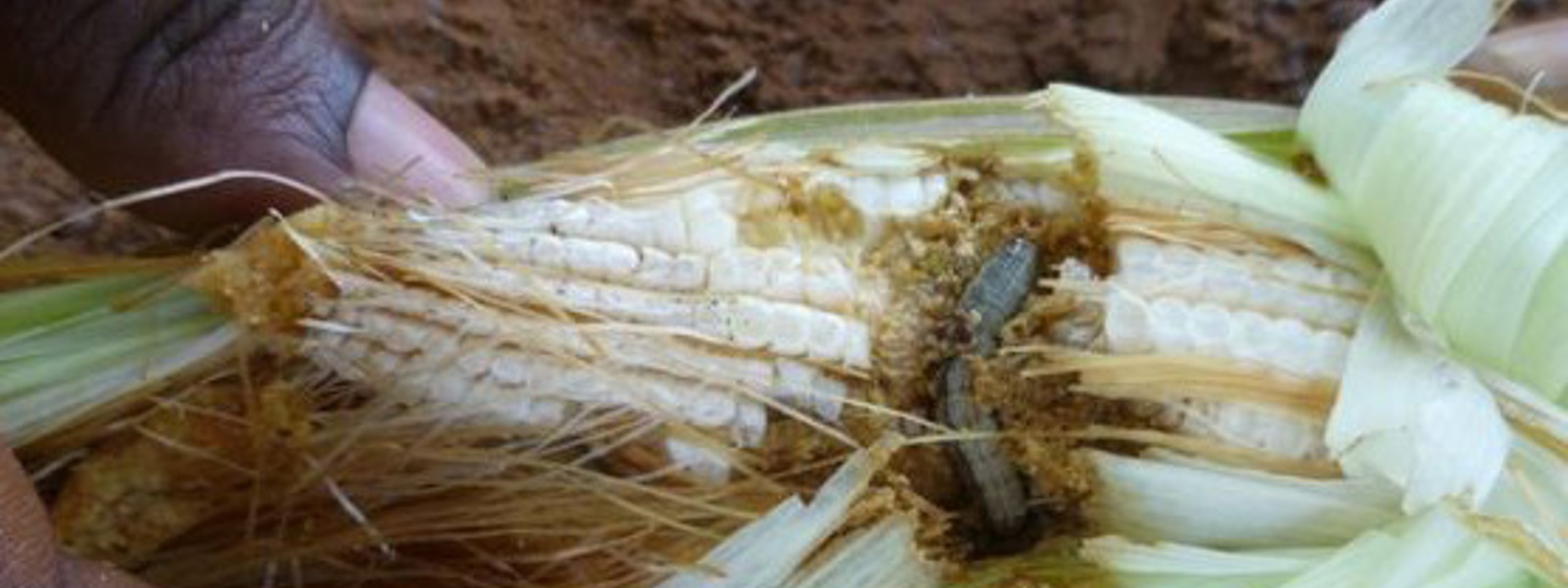 Sena caterpillar invades maize cultivations