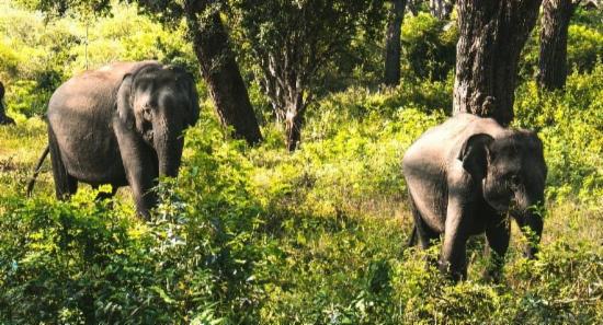 Sri Lanka planning to set up new Elephant Corridor
