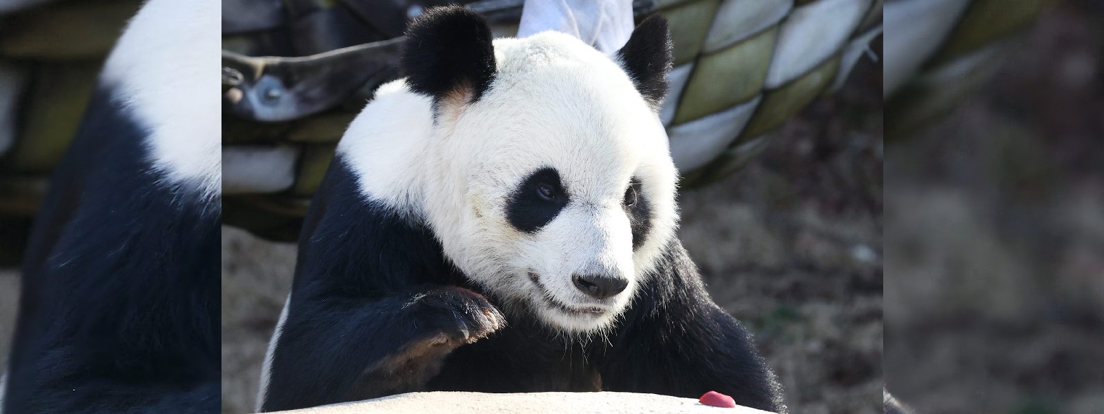 Memphis Zoo mourns death of giant panda