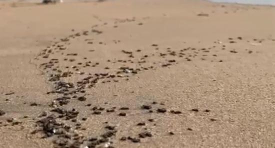 MEPA probes Trinco beach contamination