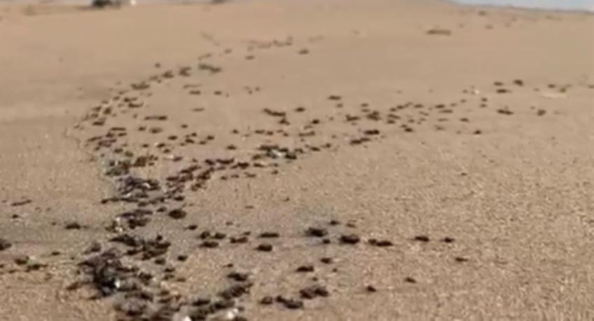 Test underway to determine sludge in Trinco Beach