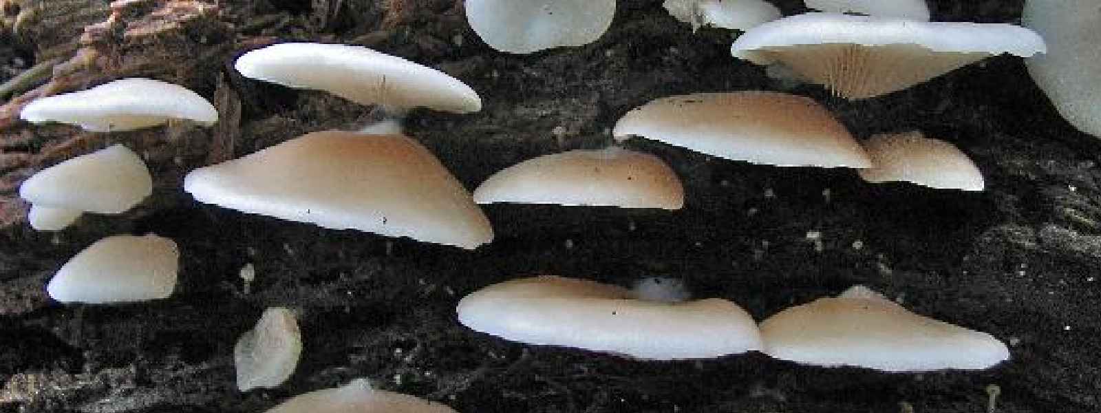 New mushroom species discovered from Sri Lanka