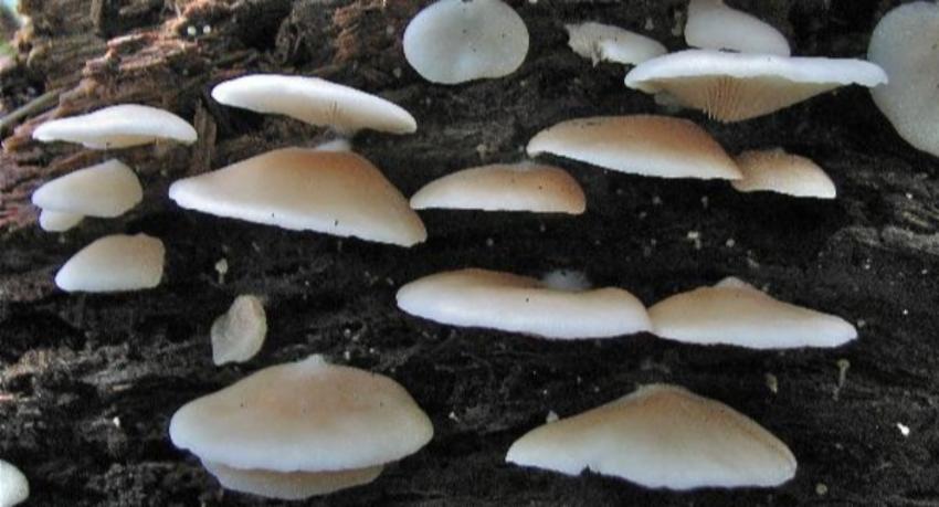 New mushroom species discovered from Sri Lanka