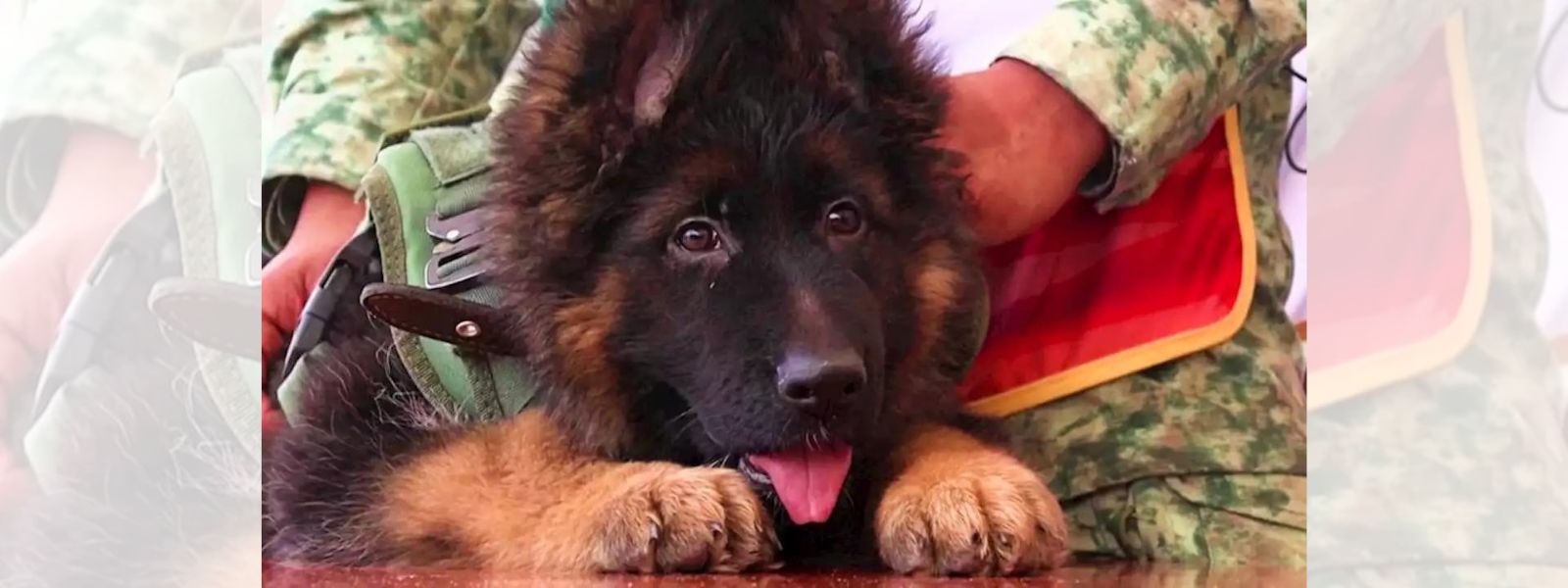 Turkiye gifts Mexico a puppy to honor rescue dog