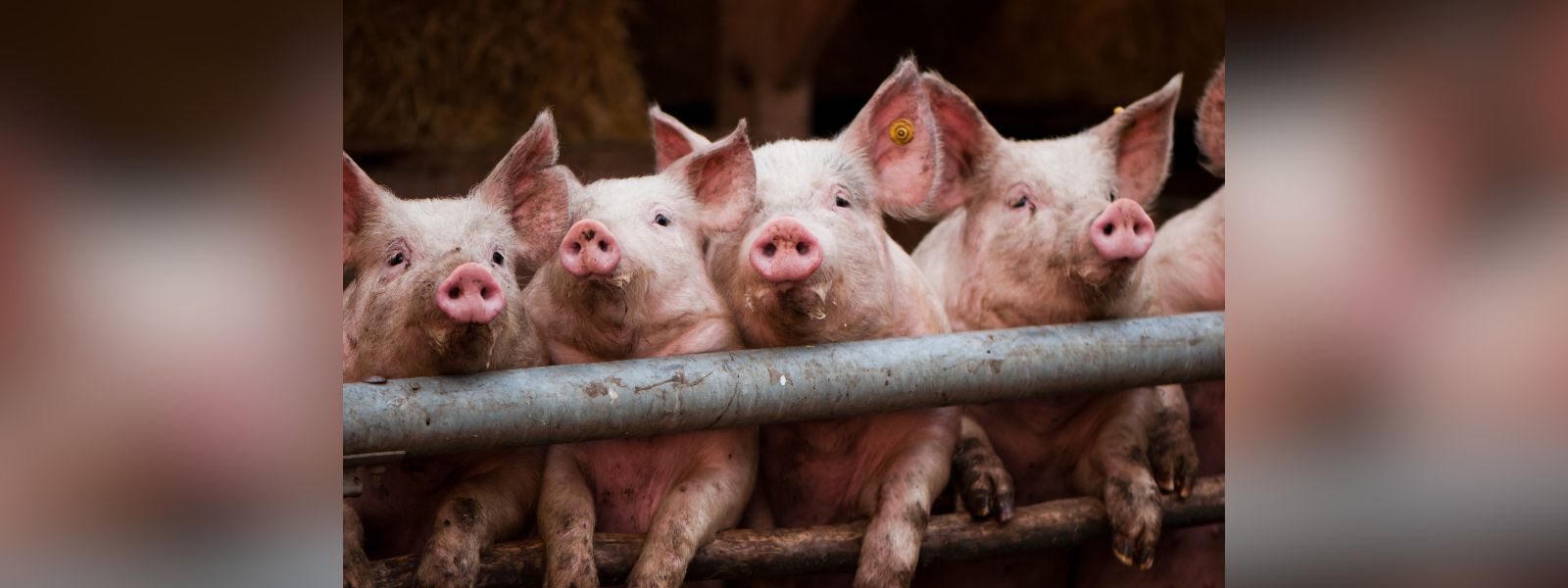 Virus among pigs detected in Western Province