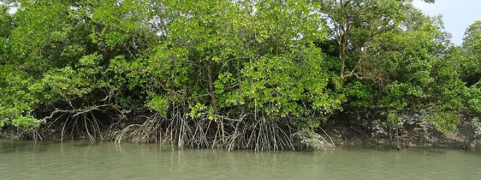 (VIDEO) Mangroves: A Lifeline for Sri Lanka