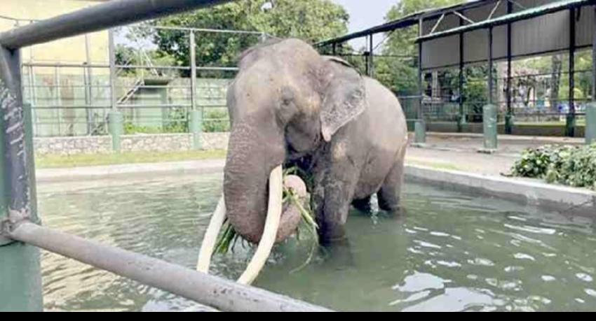 Thai King takes elephant Sak Surin (Muthuraja) under his patronage - Vimarsana News