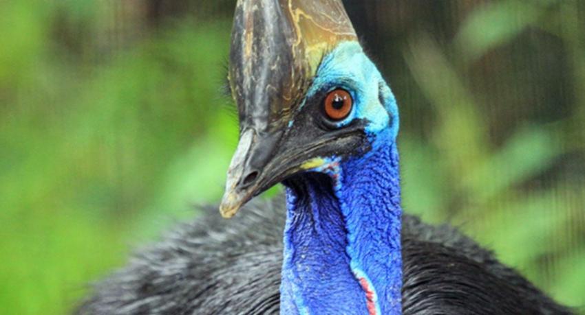 Double-wattled Cassowary: Thailand sends three birds to Sri Lanka