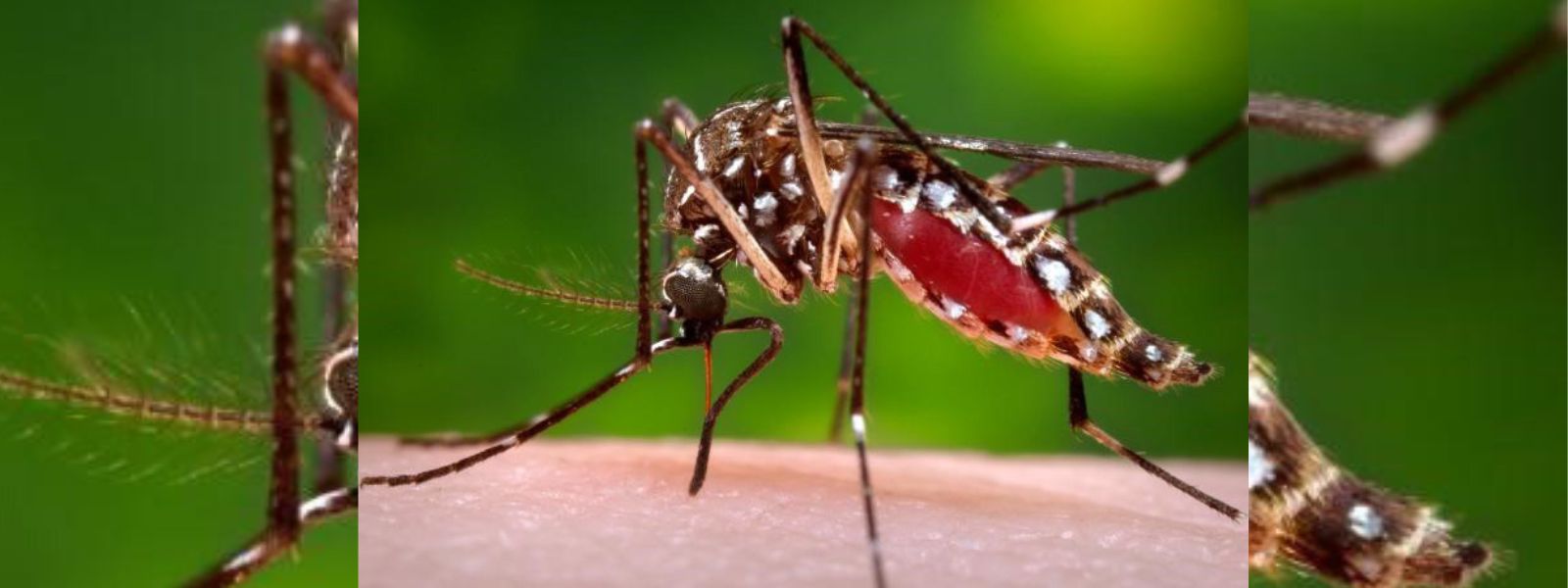 Island wide three-day Dengue Control Program