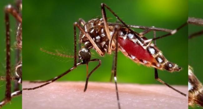 Island wide three-day Dengue Control Program