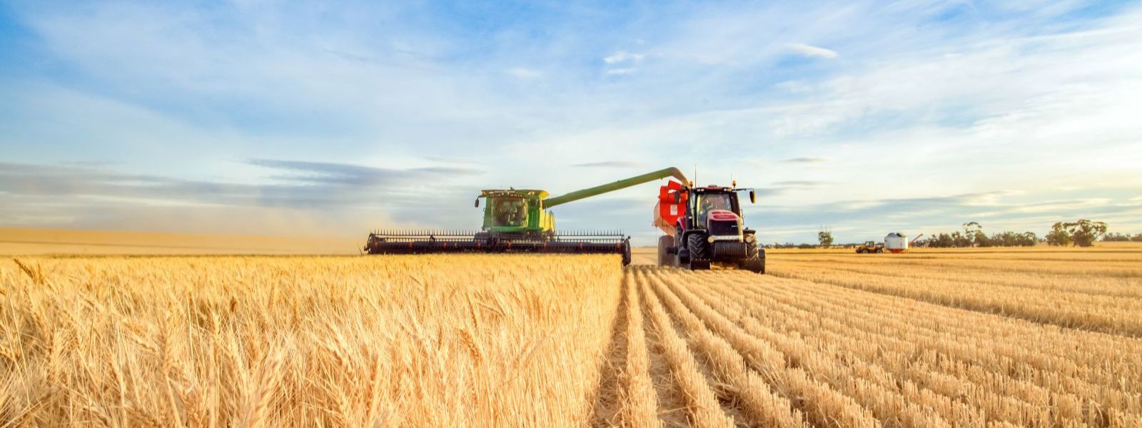 Wheat Futures soar 8% in a day after Russia attack